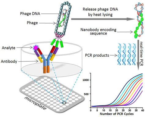Nanobody Technology for Mycotoxin Detection: Current Status and Prospects