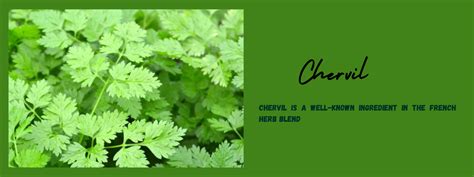 Chervil: Health Benefits, Uses and Important Facts - PotsandPans India