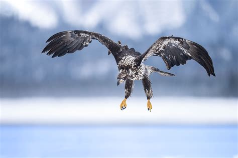 On Photographing Juvenile Bald Eagles « Arthur Morris/BIRDS AS ART