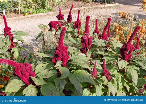 Amaranthus Gangeticus or Elephant Head Growing in an English Country ...