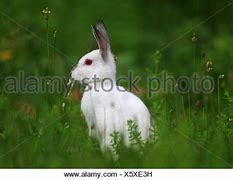 Image result for Easter Bunny Albino