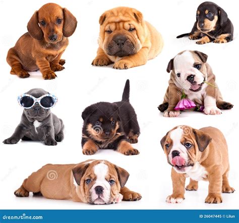 Puppies Of Different Breeds Royalty Free Stock Photo - Image: 26047445
