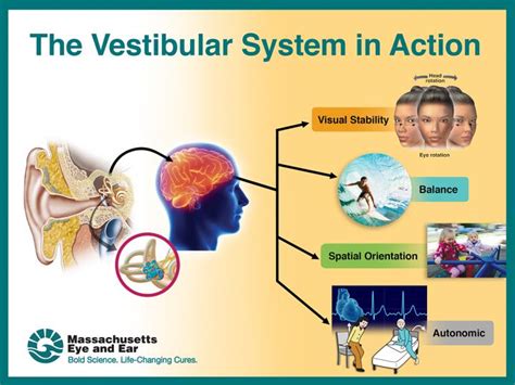 Image result for Vestibular Function