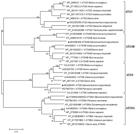 Identification and Characterization of Four Autophagy-Related Genes ...