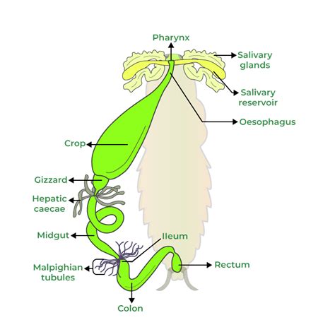 Cockroach Dissection Diagram 的图像结果