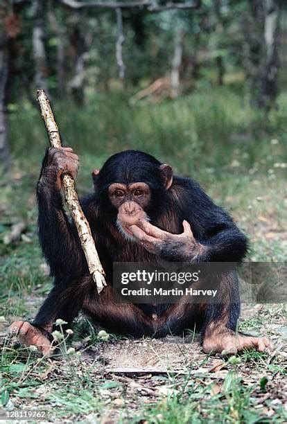 Image result for Chimpanzee Using Tools