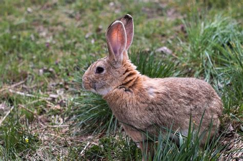 Image result for Rabbit Hunting without Dogs
