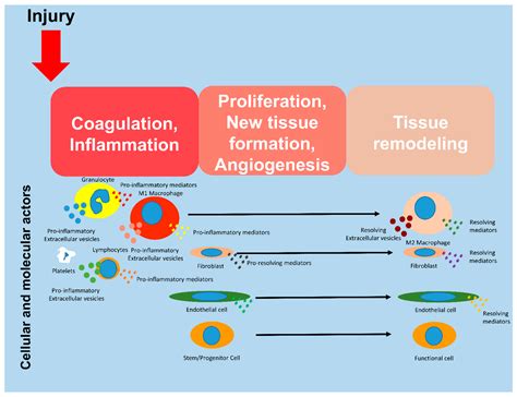Molecular and Cellular Mechanisms of Inflammation and Tissue Regeneration