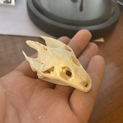 Racoon Dog Skull,Coypu Skull,Muskrat Skull,Fox | Ubuy India