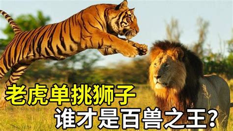 老虎和狮子谁更厉害？老虎质问狮子，听说你叫百兽之王？ - 知乎