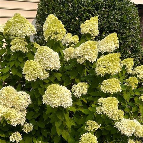 Limelight Hydrangea — Plant and Bloom Design Studio