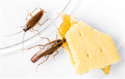 How to Get Rid of Roaches in a Car Fast! - My Car Makes Noise