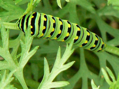 Black Swallowtail Caterpillar Final Stage – Carmel of St. Therese of ...