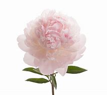 Image result for Blush Pink Peonies