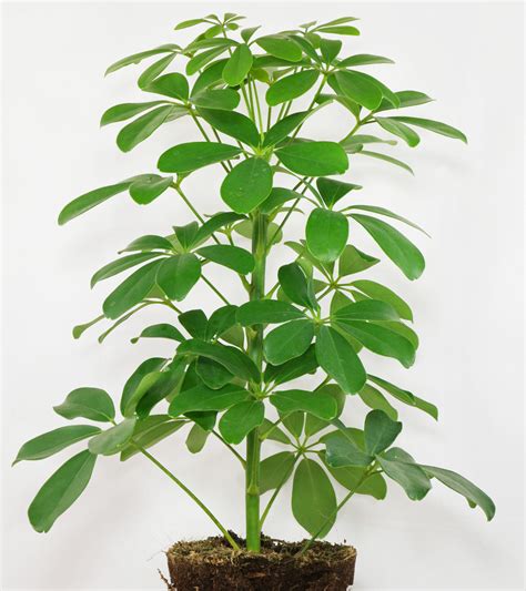 Dwarf Umbrella Tree (Schefflera arboricola)