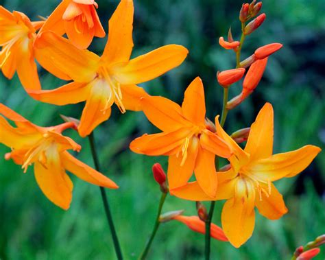 Crocosmia × crocosmiiflora 'Star of the East' corms | Buy montbretia ...