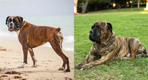 Boxer Mastiff Mixed Dog Breed: Info, Pictures, Care Guide & Traits ...