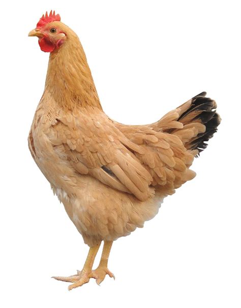 【叫了个炸鸡】：炸鸡加盟，只服【叫了个炸鸡】，专业且诚信的加盟品_叫了个炸鸡官方网站_叫了个炸鸡加盟