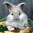 Image result for Angora Bunny