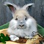 Image result for Gray English Angora Rabbit