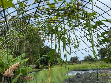 Image result for Python Snake Bean Seeds