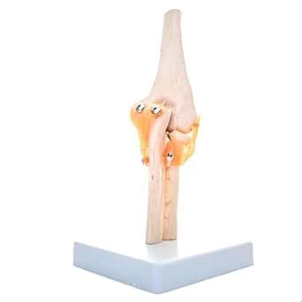 Kay Kay Industries | Human Elbow Joint Model With Ligaments for ...