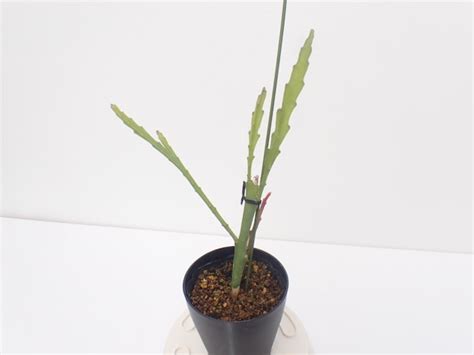 クジャクサボテン | UMBER KELP