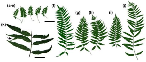 IJMS | Special Issue : Molecular Mechanisms of Leaf Morphogenesis