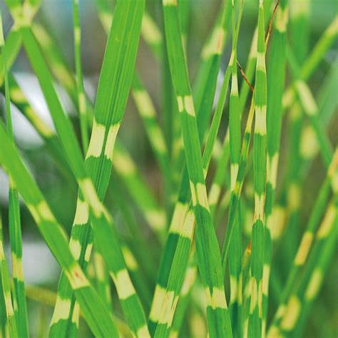 Ornamental Grass Garden Plant Hardy Perennial Garden Plants Easy To ...