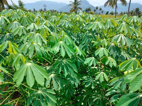 Select an Language: --Select-- English