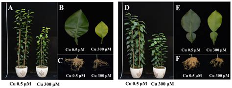 Physiological and Ultrastructural Responses to Excessive-Copper-Induced ...