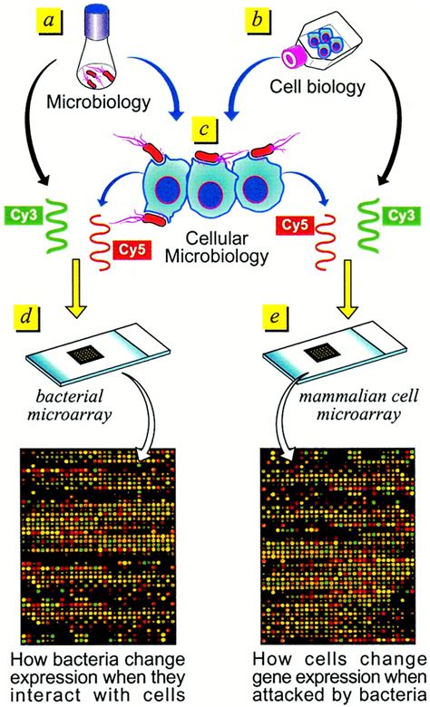 Image result for Cellular Microarray