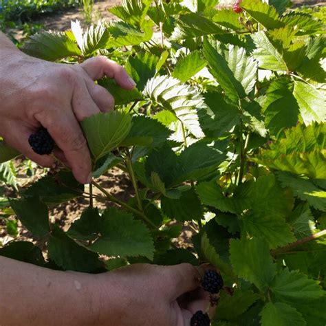 Dolichos Farming Guide – sardarseeds