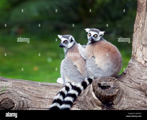 Two ring-tailed lemurs embraced together on a tree. Big eyes with ...