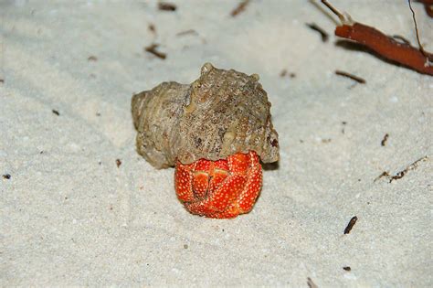 Hermit Crab Gills Breathing at Joan Cross blog