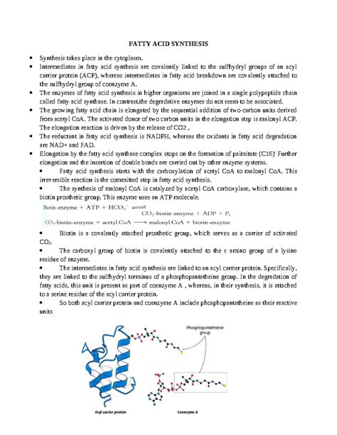 Fatty acid synthesis - FATTY ACID SYNTHESIS Synthesis takes place in ...