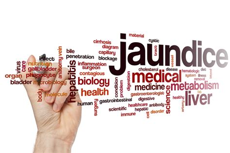 Image result for Liver Function Fuites