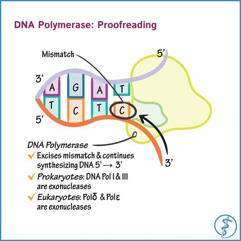 DNA polymerase in mismatch repair #dnagenetics #mcat #mcatstudying # ...