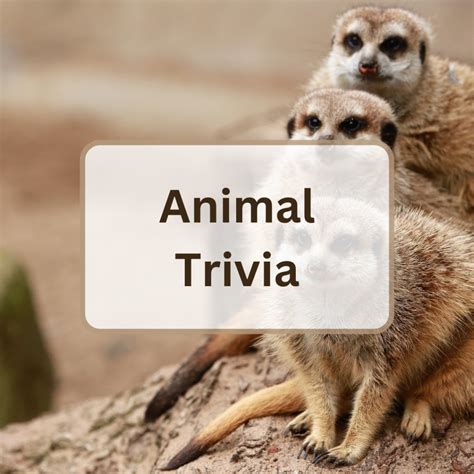 Image result for Trivia Cartoon