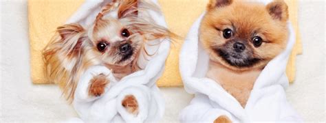 Veterinary Care in Smyrna, GA | Chastain Animal Clinic