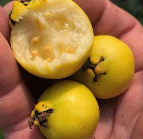 Image result for Lemon Guava Tree