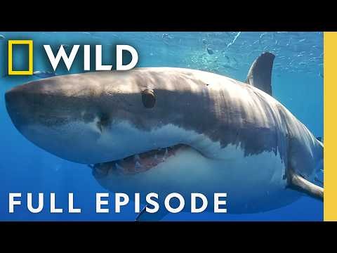 Building the Perfect Predator (Full Episode) | SPECIAL | Nat Geo Animals