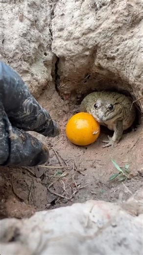 So funny 😂🐸🍊🫳