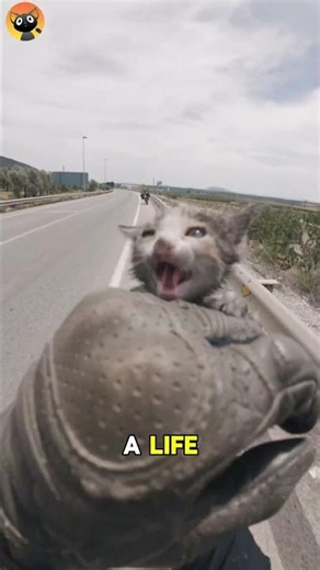 This Poor Helpless Kitten Trapped on Highway