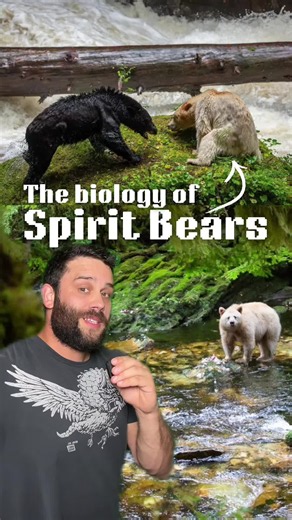 Spirit bear biology and origin during the Ice Age
