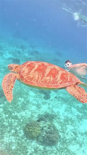 Belize Adventures You’ll Never Forget #shorts #travel