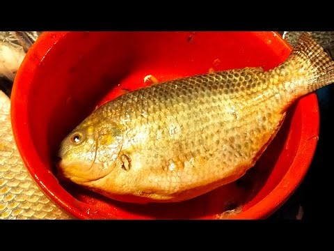 🔴 Live Fish Cutting ASMR | Fresh Seafood Processing from Market For USA & Europe Viewers