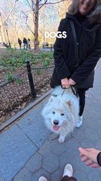 We met a fluffy and sweet Samoyed named Kira! #samoyed #dog