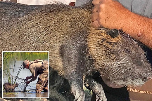 Invasion of 20-pound rodents wreaking havoc on California may have been intentional: officials