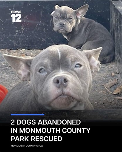 DOG RESCUE: Two French bulldogs, Diamond and Sapphire, were found abandoned in freezing conditions at Shark River Park, with one suffering glass shards in her stomach. - https://bit.ly/4r76sVP | News 12 New Jersey
